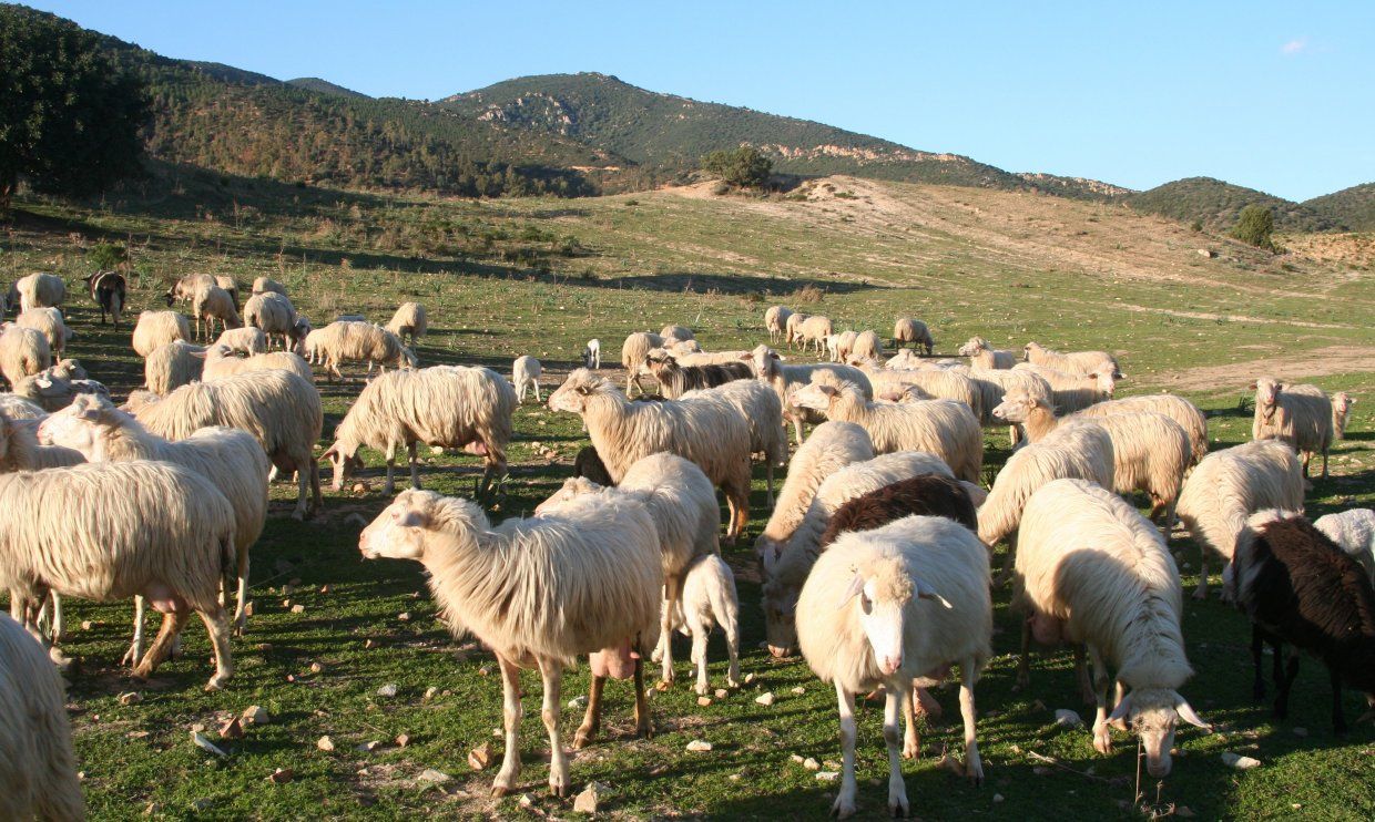 Sardinia’s flora and fauna: rare animals and fragrant maquis Rare