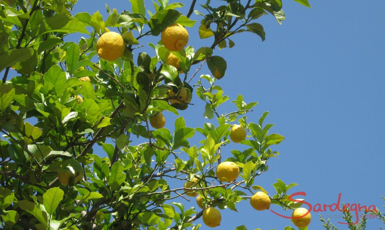 Lemon tree next to terrace