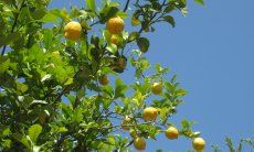 Lemon tree next to terrace